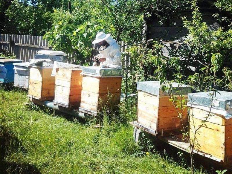 მეფუტკრე და-ძმის ისტორია ლეჩხუმიდან – ბიზნესად ქცეული ოჯახური ტრადიცია